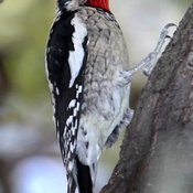 Red-naped Sapsucker